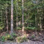 The Cabin at Forest Ridge - @forestridgecabin - Instagram