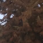 @_forest_walker - Instagram
