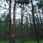 Forest Walker - @forestwalkerz - Instagram