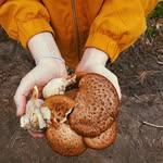 Forest Walker - @forestwalkerpod - Instagram