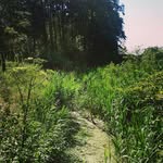 Forest walker ** lost&found * - @babsko_z_lasu - Instagram