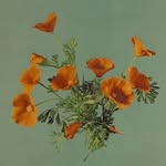 Zoë Waddle - @_forest_walker_ - Instagram