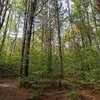 forest - @forest_williams_binniky - TikTok