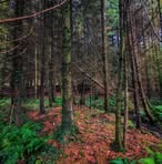Forest Bird - Facebook