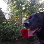 Forrest Gump Baxter - @forrest_gump_baxter - Instagram
