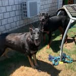 The Boys - @baxter_monster_forrest - Instagram