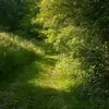 Nature Beauty - @forestbeau - TikTok