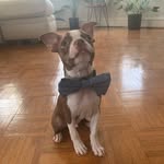 Forrest - @forrest_therojoboston - Instagram