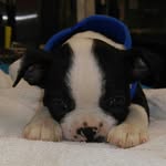 Forrest - @forrest_the_bostonterrier - Instagram
