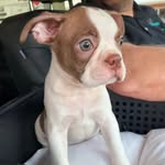Forrest Hicks - @forresttheboston - Instagram