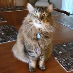 Forrest Stripper Bowman-Smith - @rescued_mainecoon_winston - Instagram