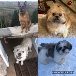 Cahill • Hugo • Boss • Forrest - @4_mountain_dogs - Instagram
