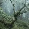 forestchills - @f0restchills - TikTok
