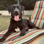 Forrest Gump Carter - @lifewith_forrest - Instagram