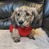 Forrest - @forrest_the_ween - TikTok
