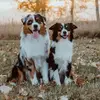 Finn, Forrest, & Shanya - @forfinnandforrest - TikTok