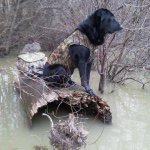 Forrest Floyd - @river_swamp_retrievers - Instagram