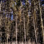 Forrest Funk - @theforrestfunk - Instagram