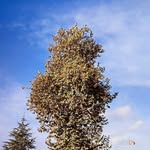 Forest Garcia - @thechildofforest - Instagram