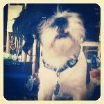 Forrest Griffin Garcia - @forrestshihtzu - Instagram