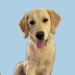 🐶 Forrest Gump Thompson • Golden Retriever - @forrest.gthompson - Instagram