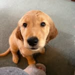 Cedar Forrest Bear the Golden Retriever - @cedarforrestbear - Instagram