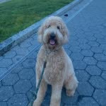 Forrest - @forrest_goldendoodle - Instagram