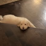 Forrest🐶 - @forrest.the.golden.doodle - Instagram