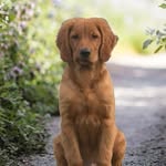 Forrest - @goldenforresttales - Instagram