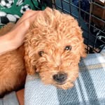 forrest 🐶 - @golden.forrest - Instagram