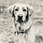FORREST | The Golden Retriever - @forrestthegolden_ - Instagram