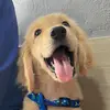 Forrest - @forrestthegoldenret - TikTok