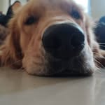 Forrest Golden - @forrestgolden2023 - Instagram
