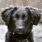 Forrest Goldeneyes - @forrestgoldeneyes - Instagram
