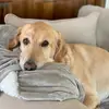 forrest_goldenstories - @forrest_goldenstories - TikTok