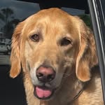 Forrest Kaimer - @forrest_goldenstories - Instagram