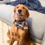 Forrest Seabaugh - @forrest_the_golden_boy - Instagram