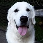Forrest the Golden - @forrestmeetstheworld - Instagram