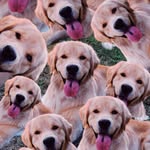 Forrest The Golden - @forrest_the_golden - Instagram