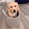 Forrest the golden 🐾 - @forresthegolden - TikTok