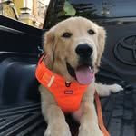 Forrest the Golden Boy - @thegreatgolden_forrest - Instagram