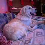 Forrest The Golden Boy - @forrest_barrentine_golden - Instagram