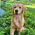 Forrest the Golden Good Boy - @thatdogforrest - Instagram