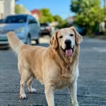 Forrest the Golden Retriever - @runwithforrestrun - Instagram