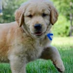 Forrest the Golden Retriever - @forrestgoldenretriever - Instagram