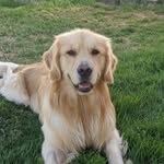 Forrest the Happiest Golden - @happylittleforrest - Instagram
