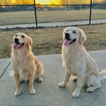 Meadow & Forrest | Golden Retrievers - @goldenntaless - Instagram