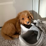 Run Forrest Run - @forrest.the.golden.retriever - Instagram