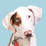 Forrest Gump Goss - @forrestgumpthecatahoula - Instagram