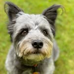 Forrest Grimm Lee - @fetchforrestfetch - Instagram